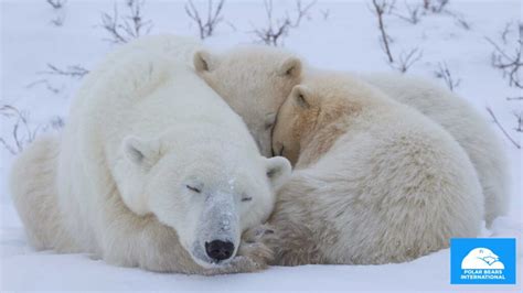 Hope on the Horizon: Promising Initiatives for Polar Bear Protection