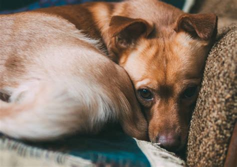 How Canine Companions Alleviate Stress and Anxiety during Sleep