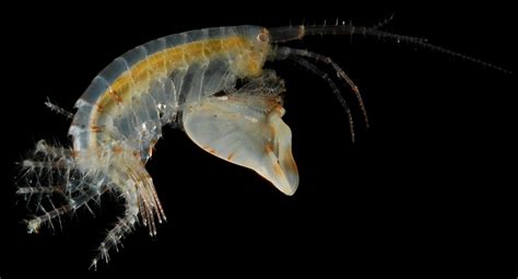 How Climate Change Impacts the Fascinating Microcosm of Tiny Crustaceans