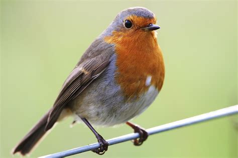 How Dreams About Robins Reflect One's Emotions and Aspirations