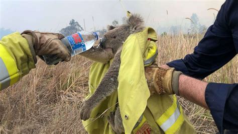 How Koala Rescuers Impact the Lives of Koalas