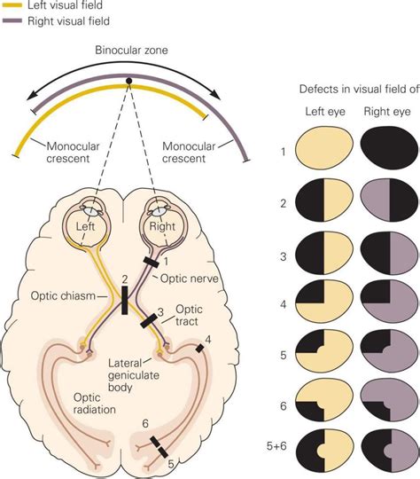 How Monocular Vision Influences Visual Processing