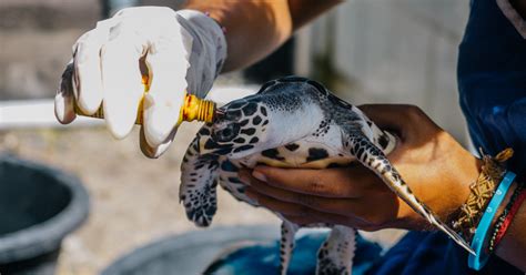 How Volunteer Programs Contribute to the Protection of Young Turtles