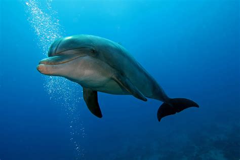 How You Can Contribute to the Conservation of Dolphins and Their Environments