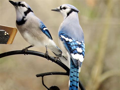 How the Blue Jay Embodies Happiness and Delight in Dreams