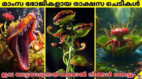 Hungry for Flesh: The Fascinating Adaptations of Carnivorous Flora