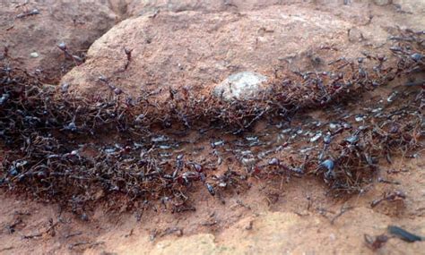 Hunting Strategies of African Safari Ants