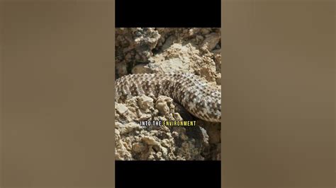 Hunting Strategies of the Horned Viper: A Master of Camouflage