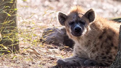 Hyena Care and Training