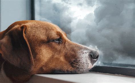 Identifying Canine Depression: Recognizing the Telltale Signs