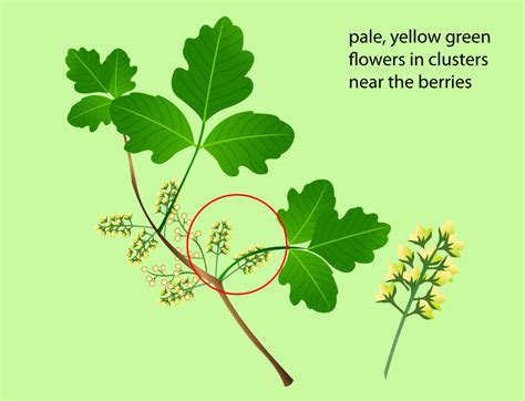 Identifying Poison Oak: Recognizing Its Distinctive Features