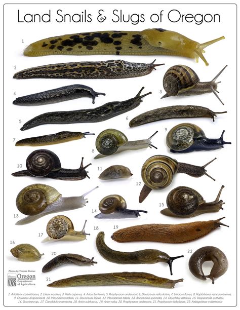 Identifying the Common Types of House Slugs