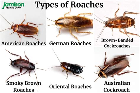 Identifying the Culprits: Typical Varieties of Roaches