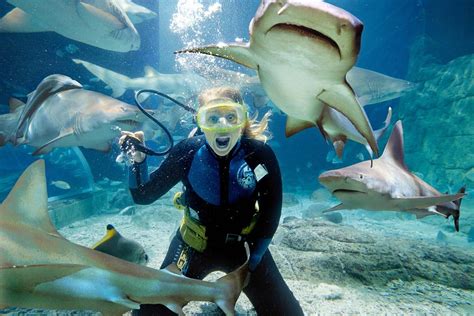 Immerse Yourself: The Thrill of Diving with Sharks