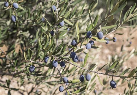 Immerse Yourself in the Splendor of Olive-Growing Regions