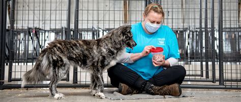 Impacting Lives: The Importance of Animal Rescue in Communities and Society