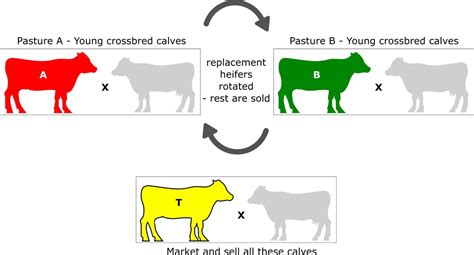 Implementing Crossbreeding Techniques