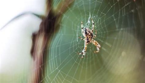 Implications and Significance of Spider Cannibalism in Ecosystems