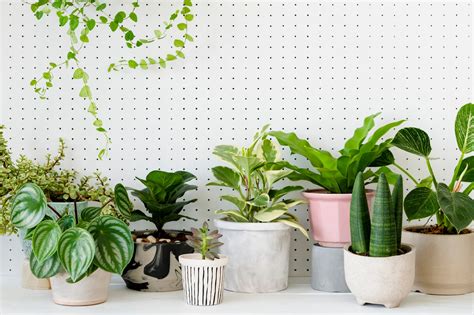 Improving Air Quality with the Presence of Indoor Foliage