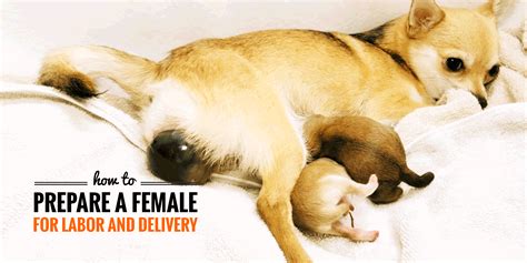 In the Midst of Labor: Exploring the Wonders of Puppy Birth