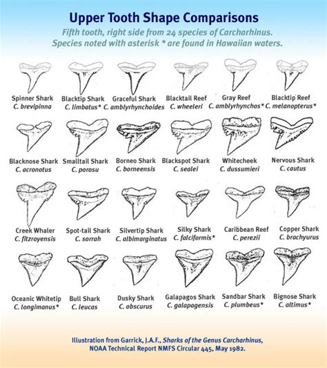 In-Depth Analysis: Exploring the Various Types of Shark Teeth and Their Symbolic Meanings