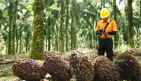 Increasing Efficiency: Strategies for Optimal Palm Oil Production