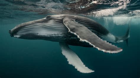 Incredible Encounters: Up Close and Personal with the Majestic Giants of the Ocean