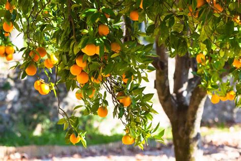 Indications of Dreaming About a Decayed Orchard Plant