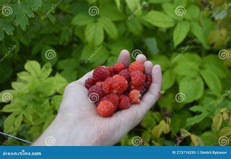 Indulge in the Art of Harvesting Delicious Berries