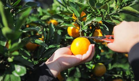 Indulge in the Magical Experience of Hand-Picking Tangerines