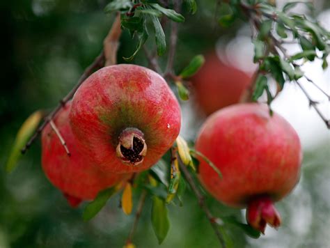 Indulge in the Rich History of the Pomegranate