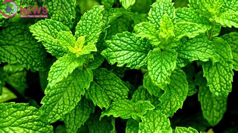 Indulge in the Versatile Uses of Peppermint in Culinary Delights