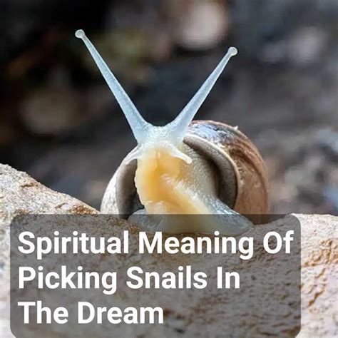 Indulging in the Deliberate: Deciphering the Symbolism of Snail Picking Dreams