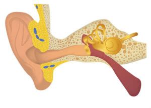 Inner Stirrings: Decoding Dreams of Tickling Sensations in the Ear as Intuition