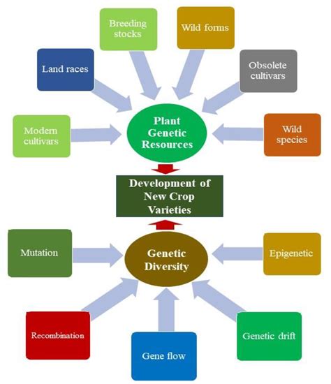 Innovation in Maize: The Future of Seed Development and Genetic Engineering