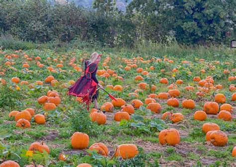 Innovative Approaches to Enhance Pumpkin Yields