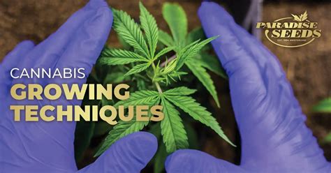 Innovative Techniques for Growing and Harvesting Cannabis