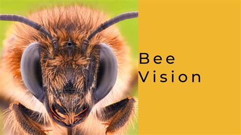 Insightful Pointers for Decoding and Analyzing Your Beehive Vision