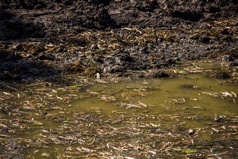 Insights for Analyzing and Decoding Dreams Featuring Muddy Marshlands