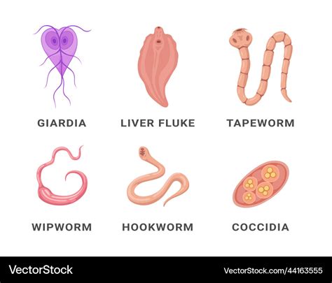 Insights for Deciphering and Interpreting Your Intestinal Parasite Reveries