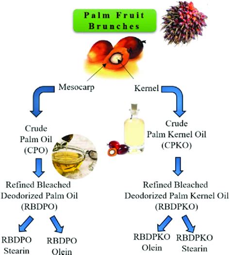 Insights for Decoding and Comprehending Visionary Scenarios Involving the Abundant Palm Kernel