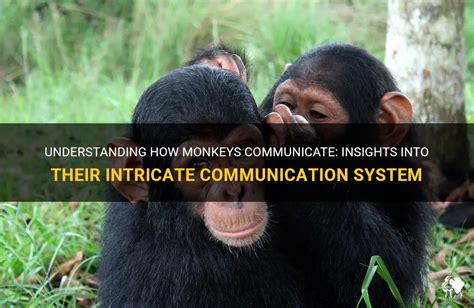 Insights from Studying Monkey Communication for Human Communication