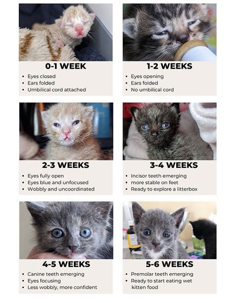 Insights into Baby Kitten's Age