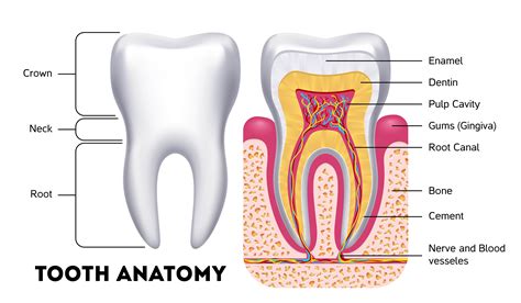 Insights into Interpreting Visions of Renewed Dental Structure