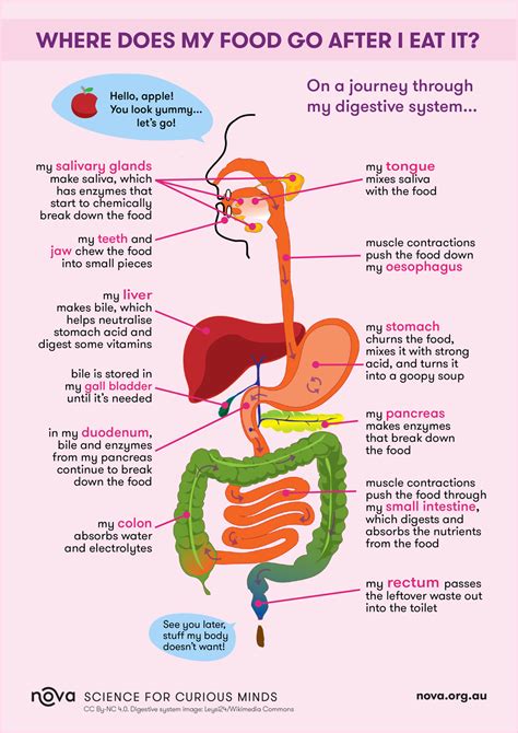 Insights into Physical Health and Digestive Systems