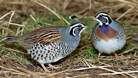 Insights into the Intriguing Reproduction and Mating Rituals of the Charming Quail Birds