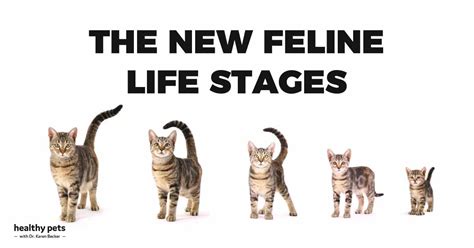 Insights into the Life of Young Feline: Bio Overview