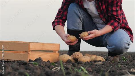 Inspirational Tales of Entrepreneurs in the Potato Farming Industry