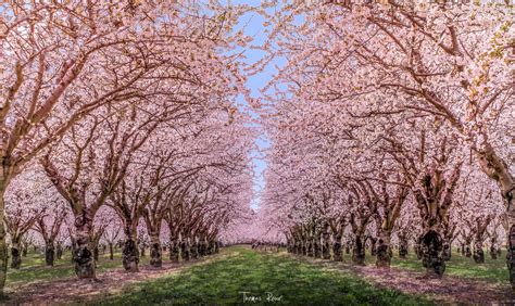 Inspiring Bright Blossom Field Concepts from Across the Globe