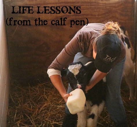 Inspiring Lessons from the Majestic Calf